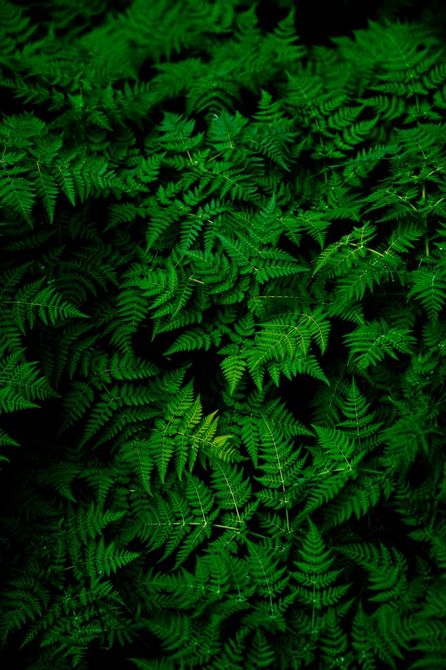 leaves